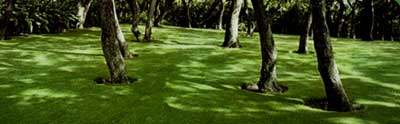 lawntrees.jpg